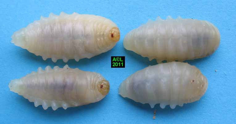 Le frelon asiatique (Vespa velutina), biologie, morphologie, développement,et comportement.